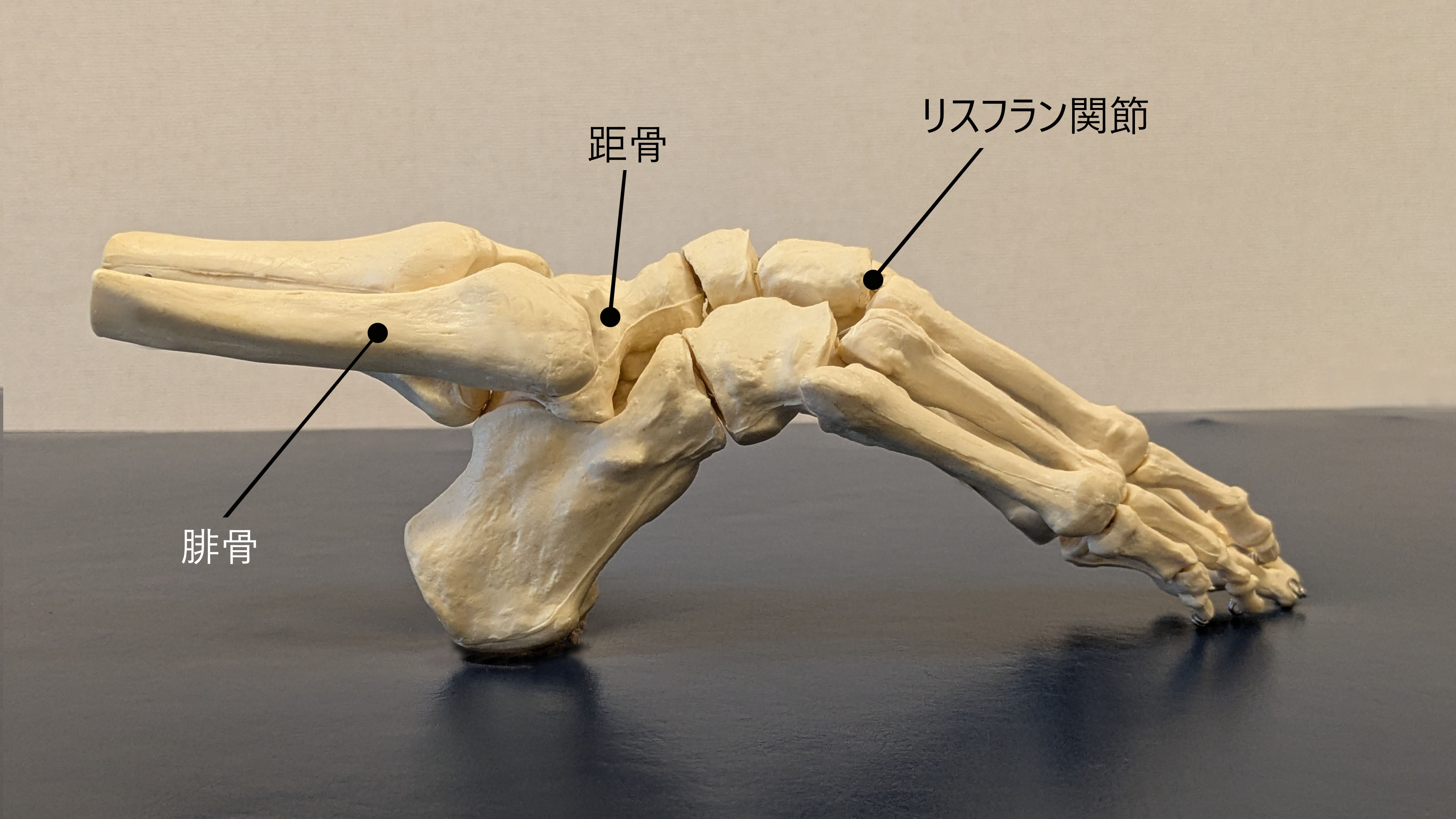 【保存版】バレエの甲出し完全ガイド｜解剖学で徹底解説!